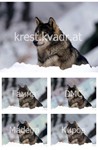 Красивый черно-серый волк