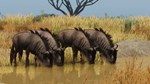  Planet Zoo: Grasslands Animal Pack  Steam DLC