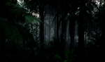Tropical forest pack for game ready - изображение № 7
