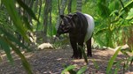 Planet Zoo: Southeast Asia Animal Pack DLC | Steam Gift - изображение № 4