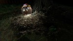 NocturiaАВТОДОСТАВКА Steam Россия - изображение № 4
