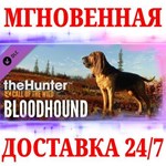 theHunter: Call of the Wild Bloodhound STEAMКЛЮЧ
