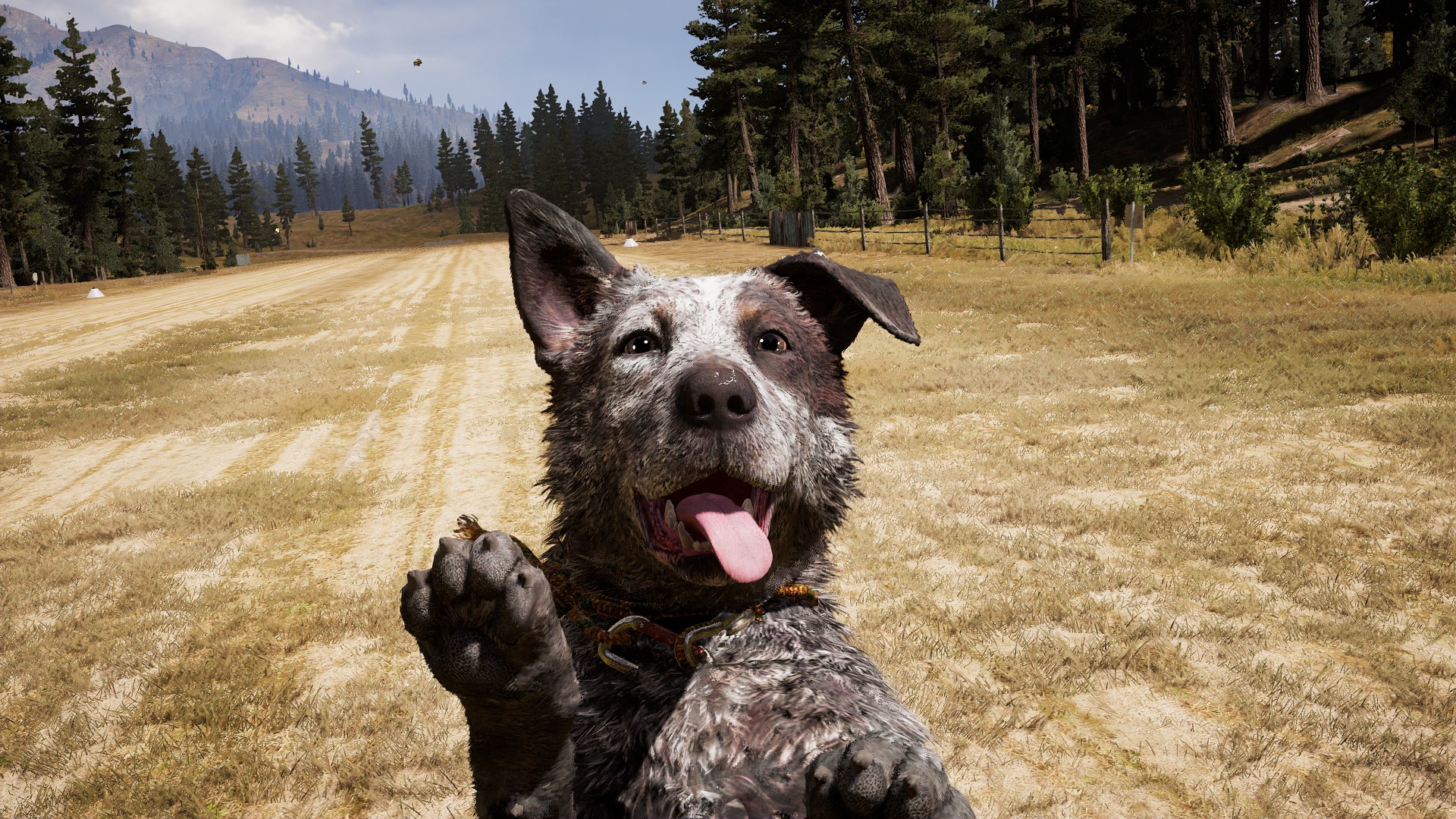 Far cry 5 пес бумер. Бумер фар край 5. Бумер из far cry 5. Far cry 5 пес бумер. Far cry 5 бумер.