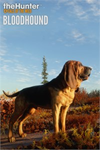 ️theHunter: Call of the Wild™ - Bloodhound XBOXDLC